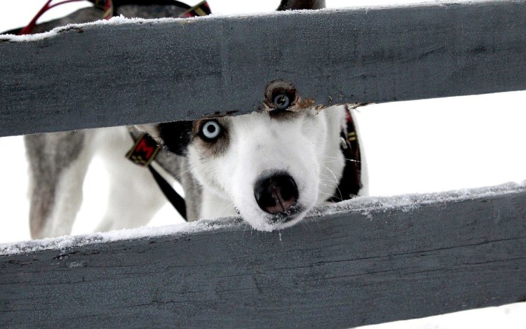 Корм для собак ENOVA Adult Chicken & Rice сухой корм для собак