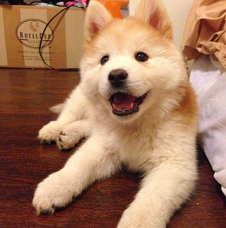 Немецкая овчарка Квазимодо