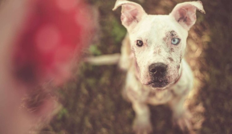 Американский бандог терьер