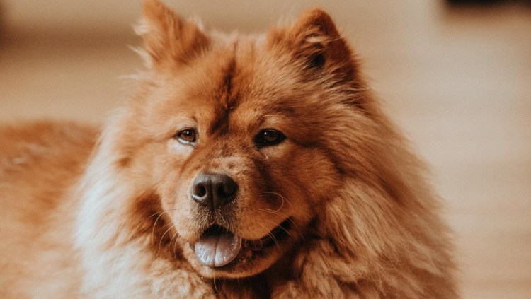 Куртка для собак Dog gone Smart Olympia Softshell 24"