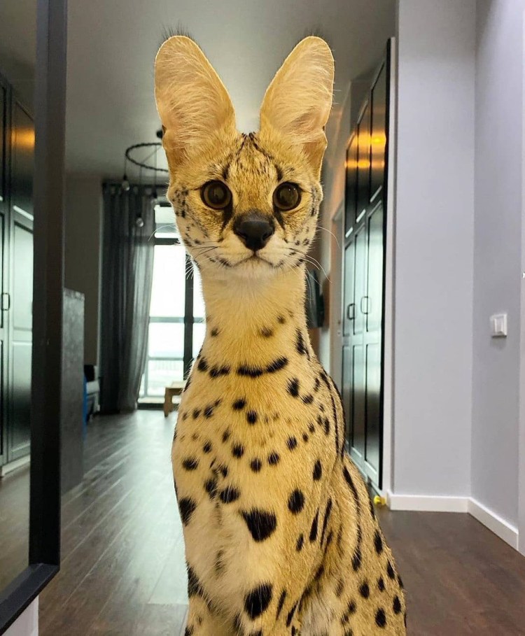 Сервал Саванна бенгал Ашера