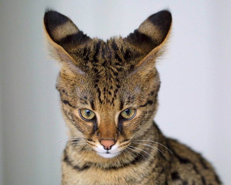 Кошка Ашера