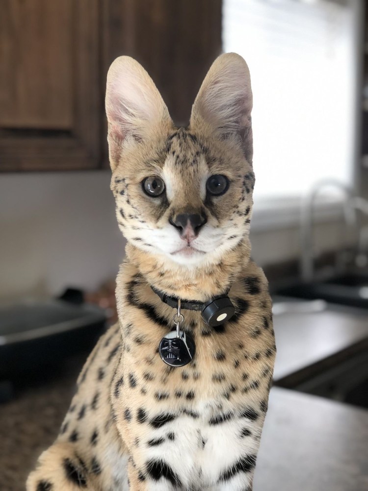 Абиссинская кошка черная