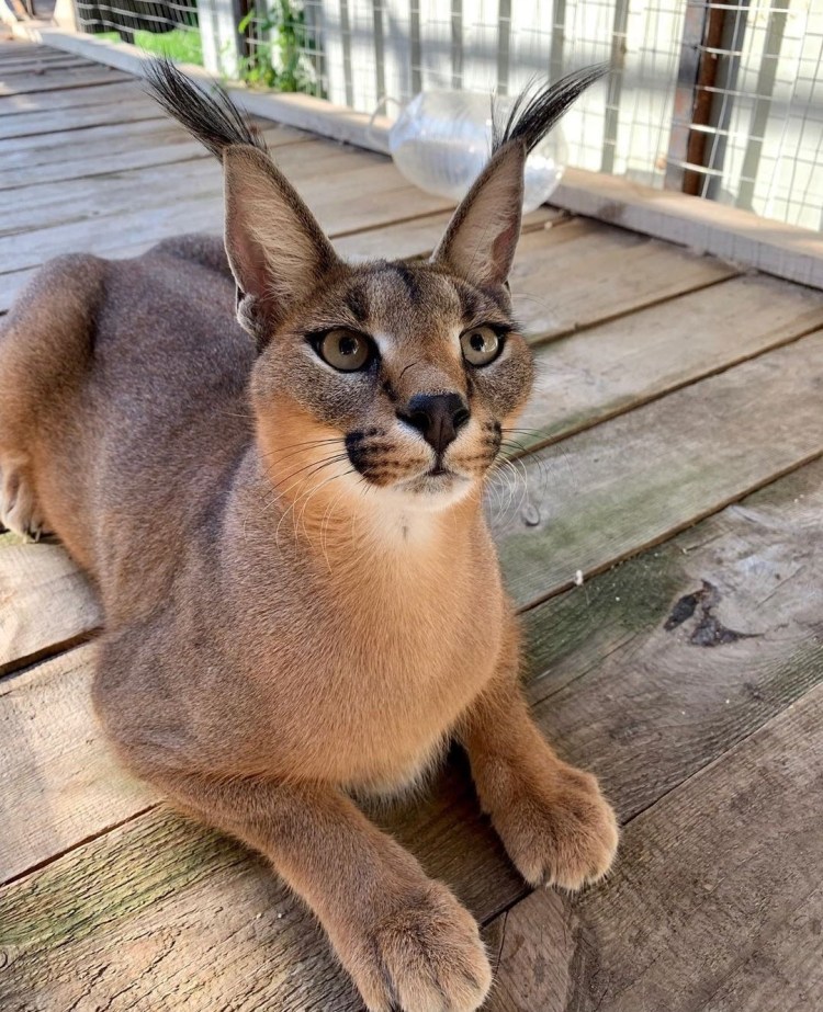 Бенгальская кошка Тигер