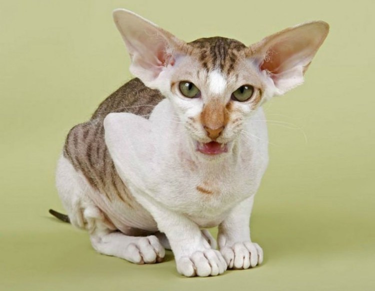 Тойгер бенгал кот