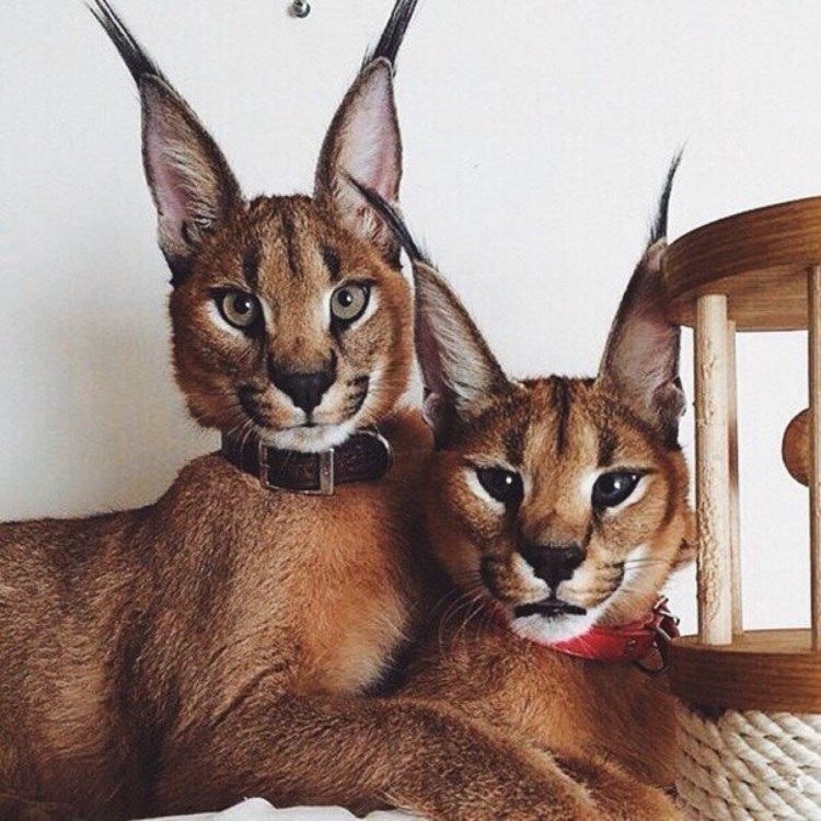 Котята породы каракал