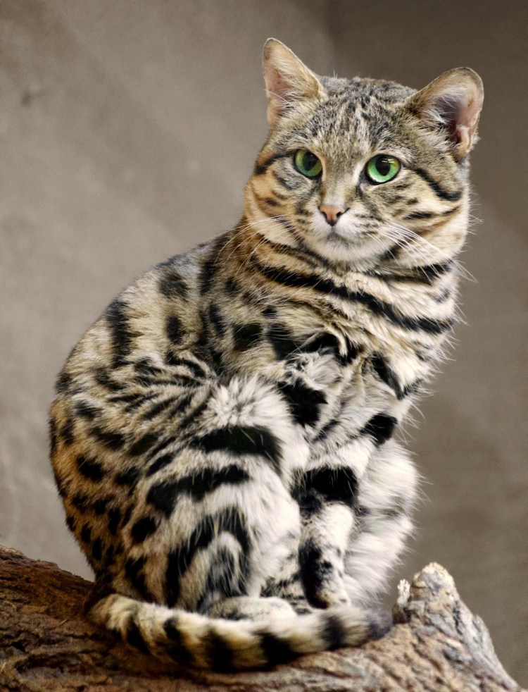 Ориентальная кошка