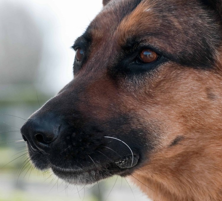Нос овчарки
