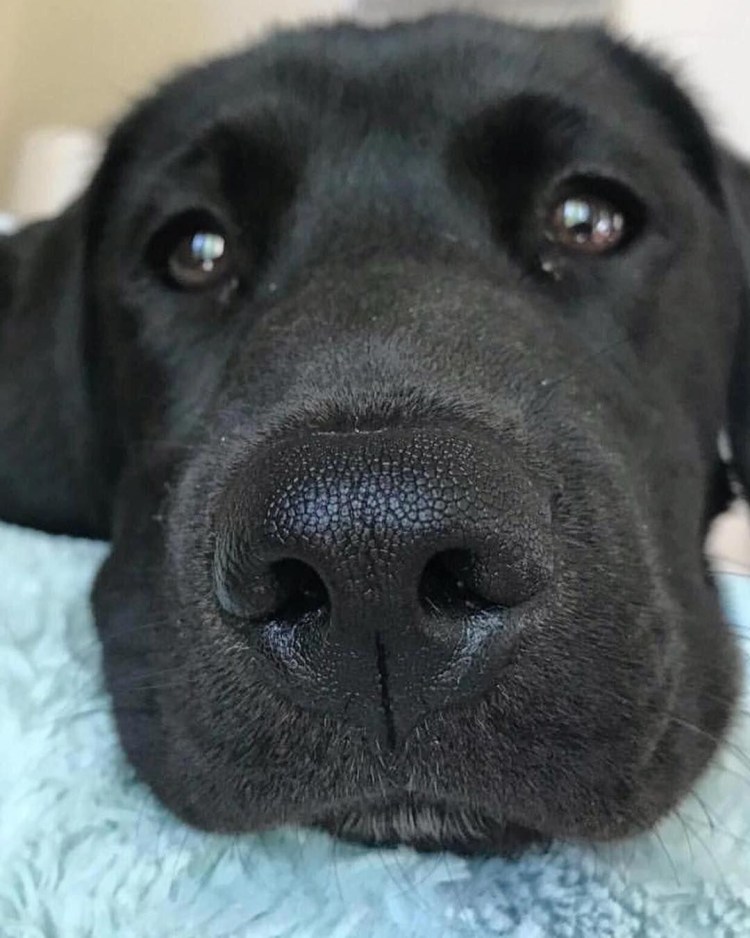 Морда собаки немецкая овчарка