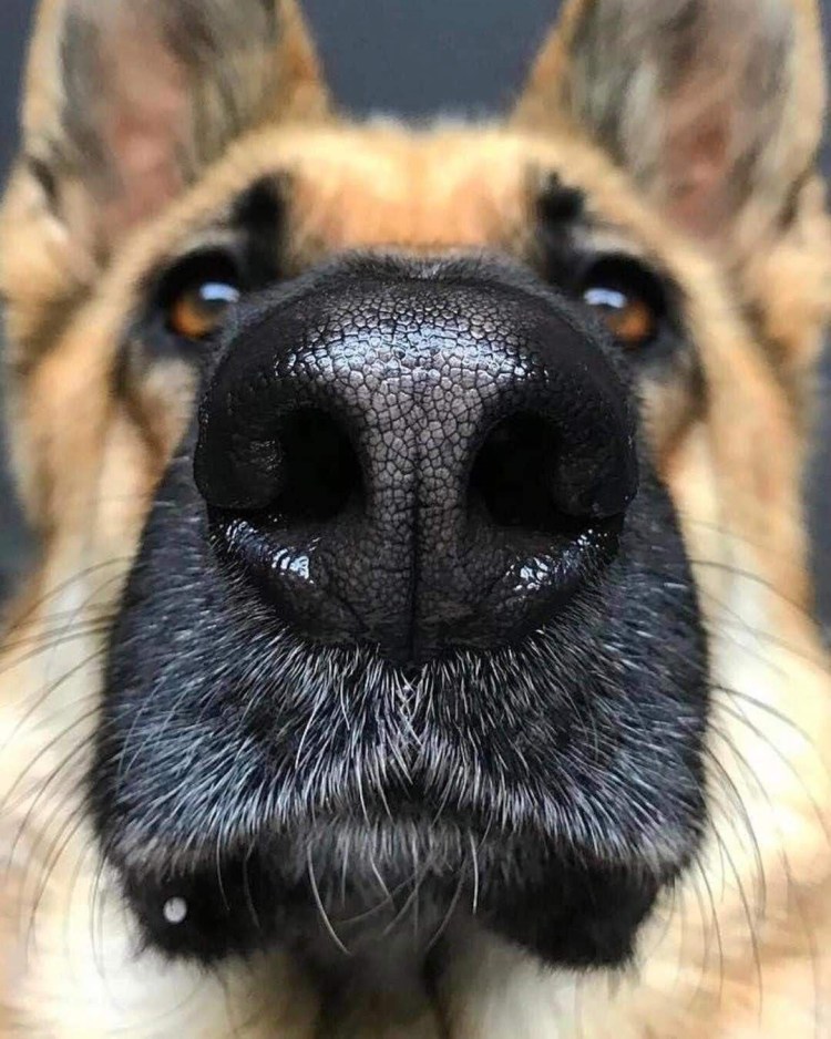 Ноузворк немецкая овчарка