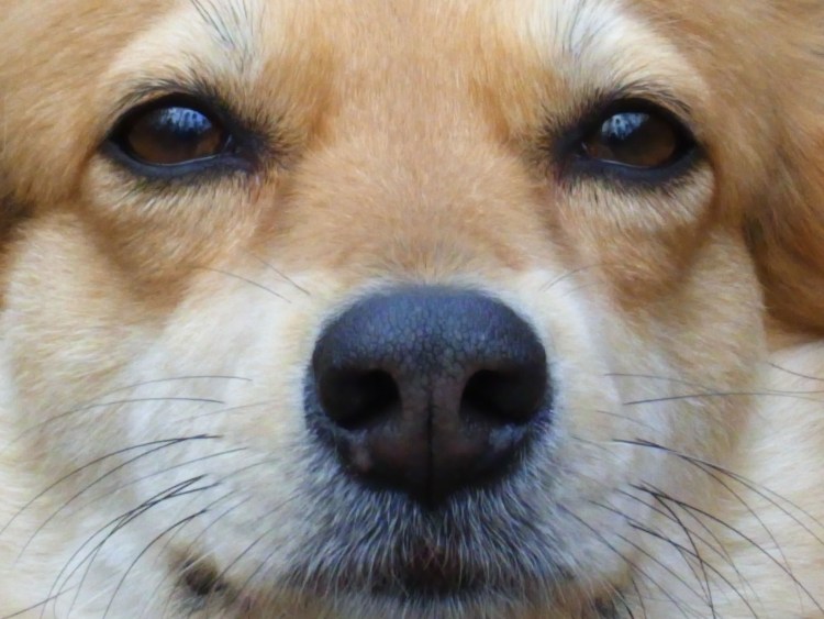 Мордочка собаки глаза и рот