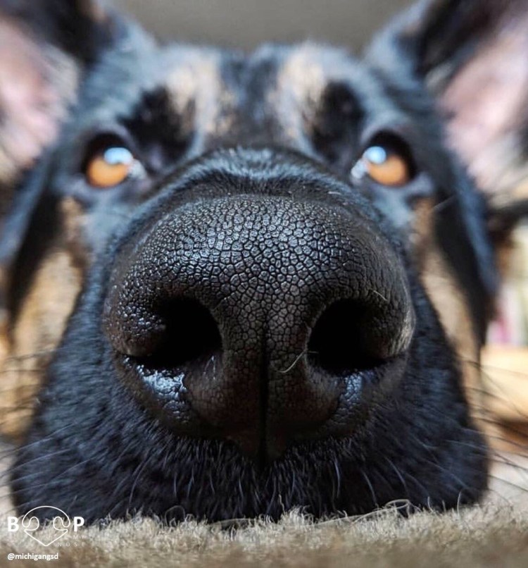 Русская борзая Эрис