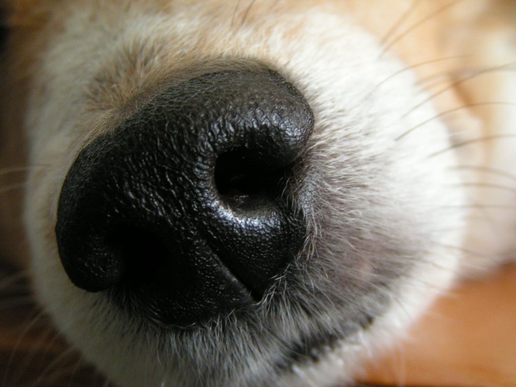 Пес кожаный нос