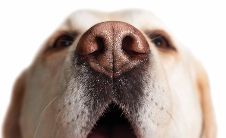 Отпечаток носа собаки