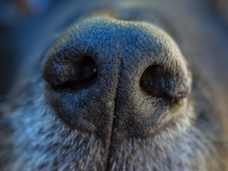 Носы Волков