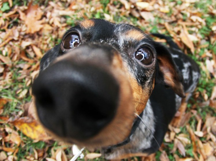 Морда собаки выглядывает