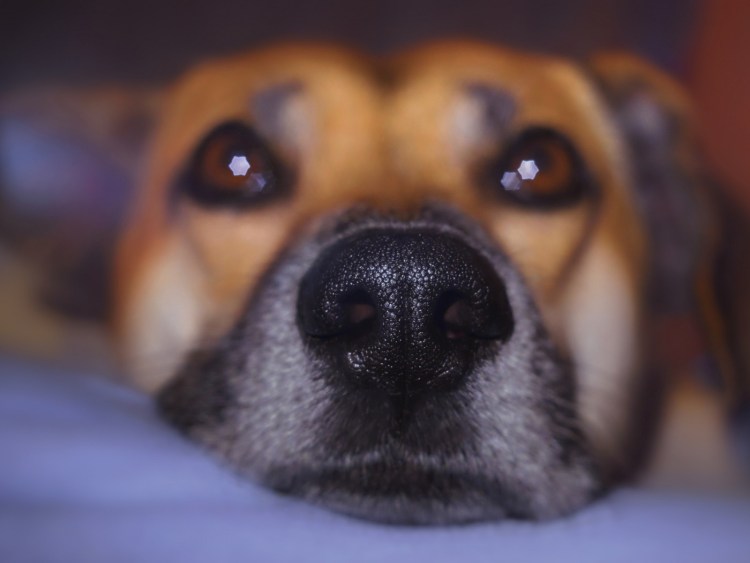 Собачий и кошачии носы