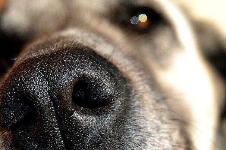 Собачий нос