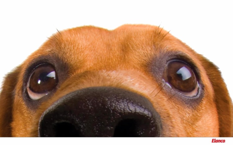 Мордочки глазки и ушки