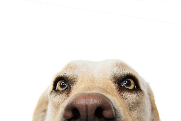 Собачий нос