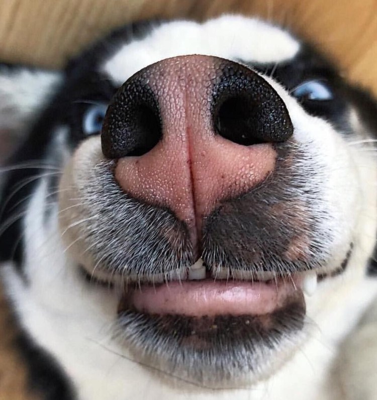 Лабрадор с черными глазами