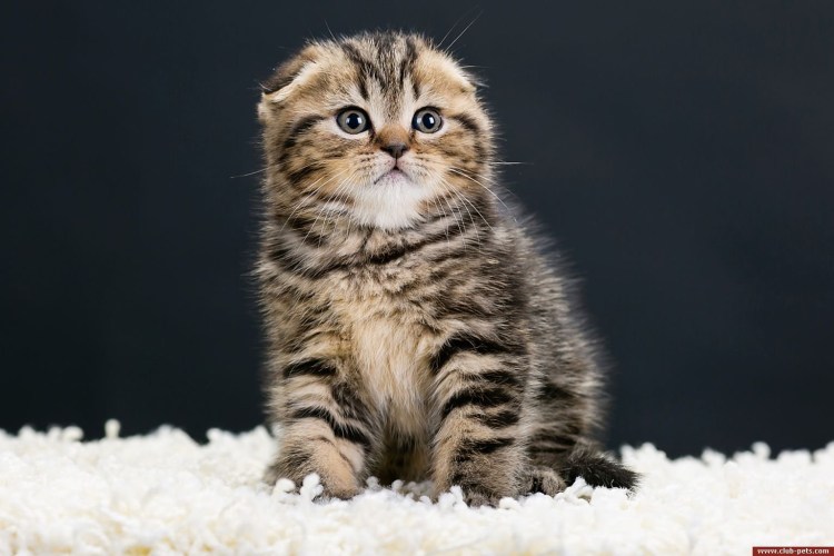 Шотландский скоттиш страйт котенок вискас