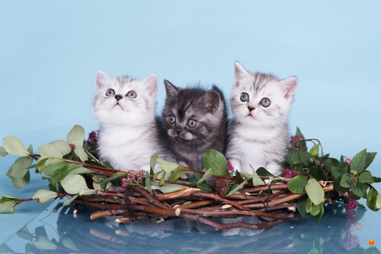 Питомник британских кошек табби