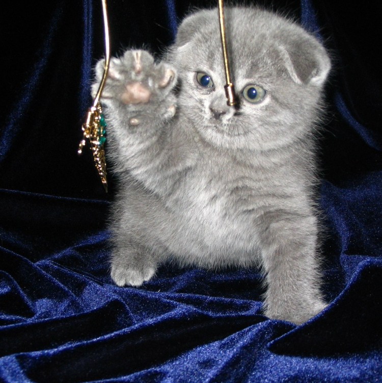 Котята скоттиш фолд вислоухие