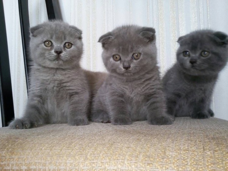 Британцы маленькие котята полосатые