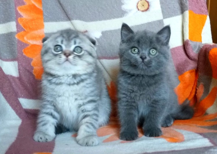 Авито Шотландские котята