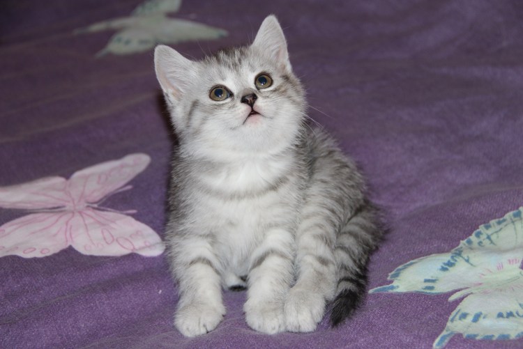 Шотландский скоттиш циннамон