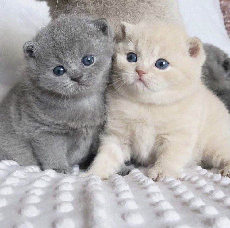 Британские котята белые