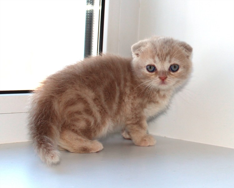 Чистокровные Шотландские котята