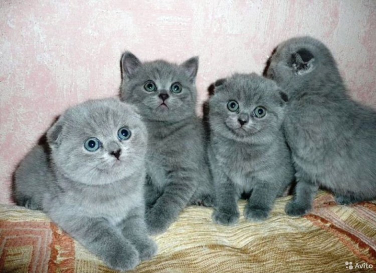 Вислоухий скоттиш фолд ушки