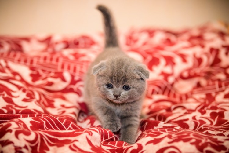 Котята вислоухие Шотландские за 1 рубль