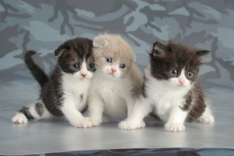 Британка котенок