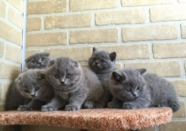 Британские котята вислоухие и прямоухие