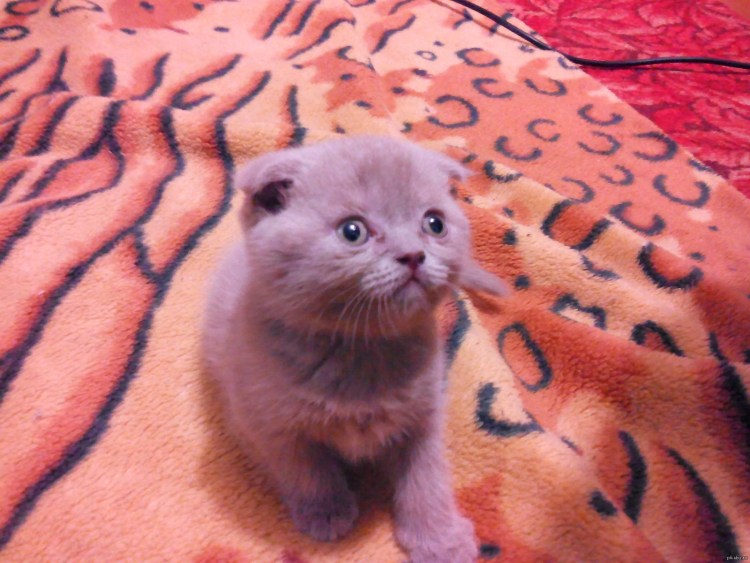 Шотландские вислоухие котята серые милые