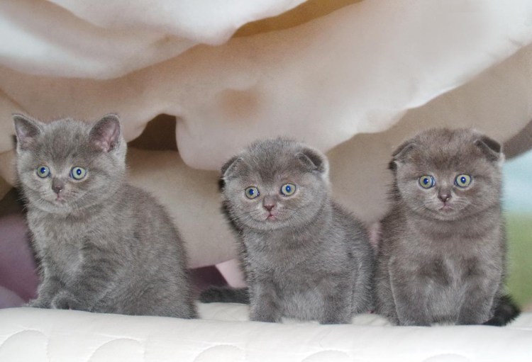 Скоттиш страйт остроухий