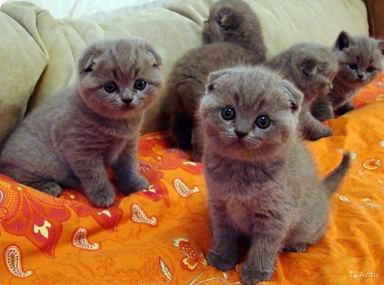 Шотландская вислоухая кошка серая