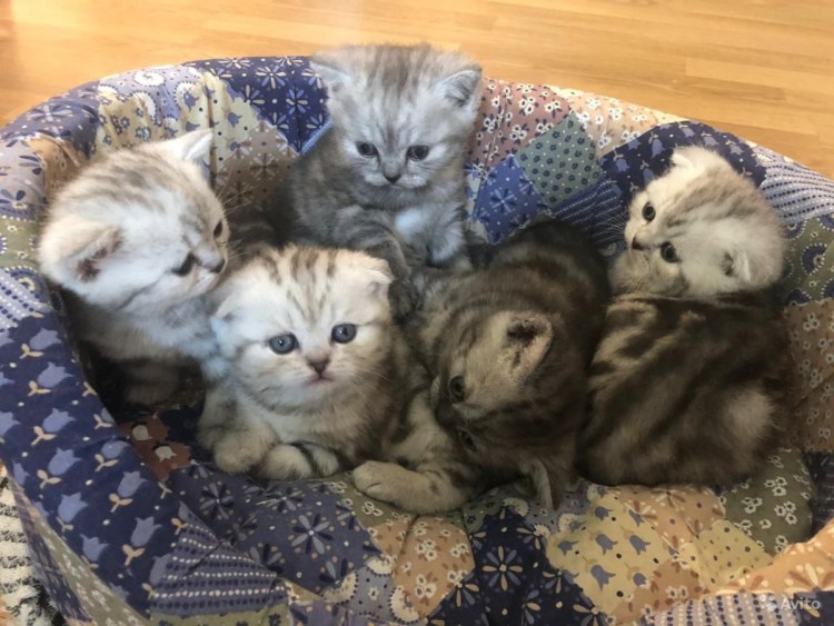 Скоттиш фолд котята