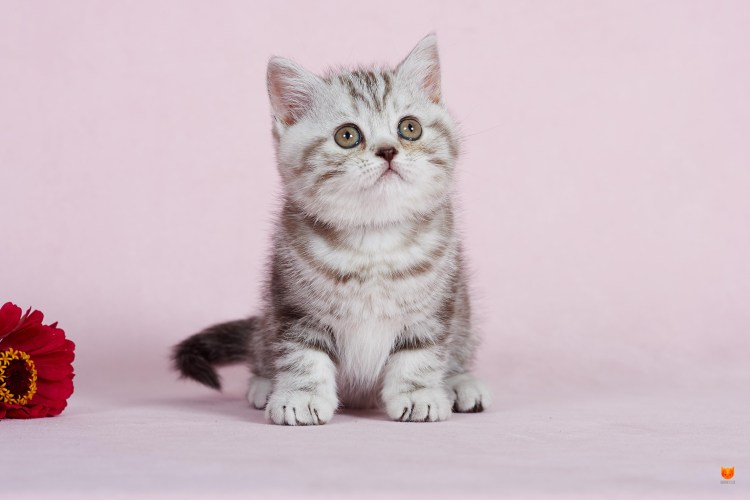 Британские котята мраморного окраса пушистые