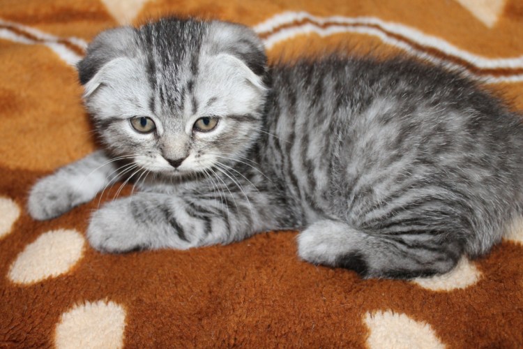 Шотландский вислоухий кот полосатый