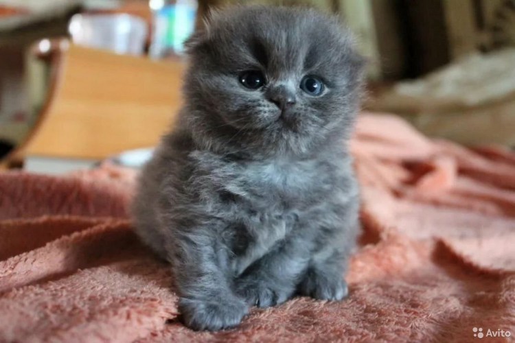 Котята британские вислоухие в добрые руки