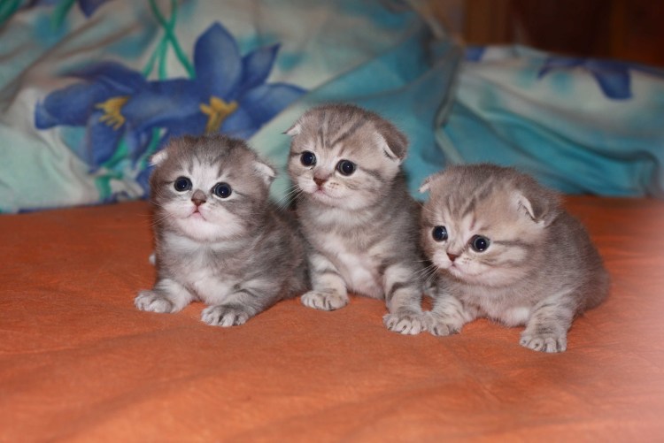 Шотландская прямоухая кошка играет