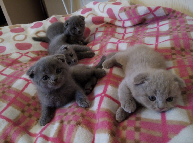 Шотландские котята вискас