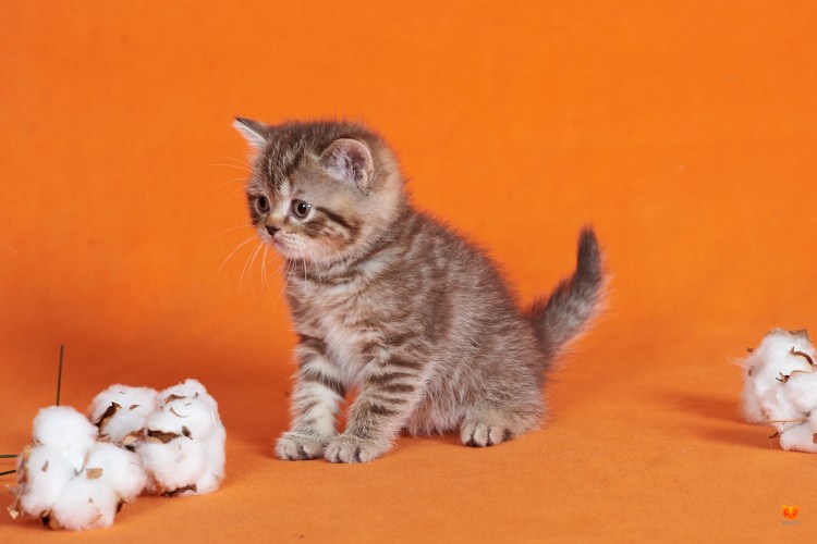 Британские котята пятнистые имена