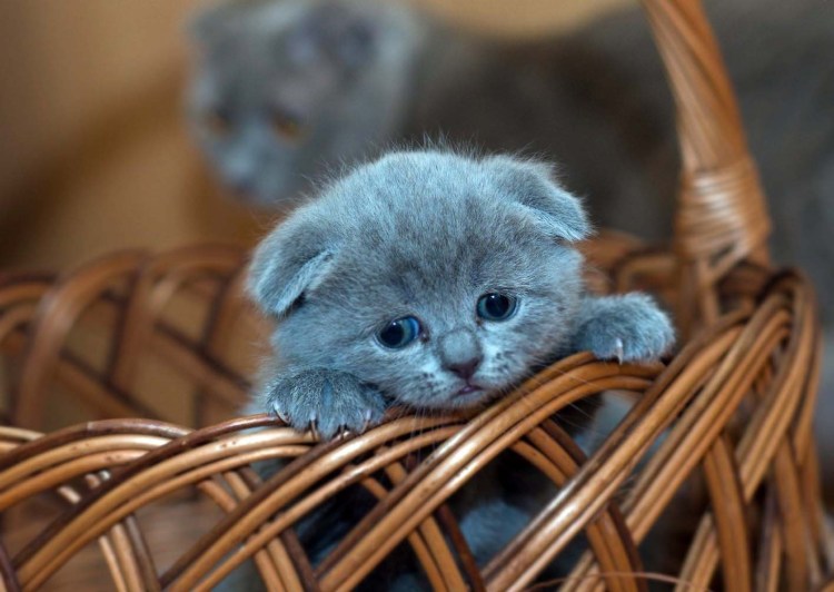 Анастасия Шотландские котята