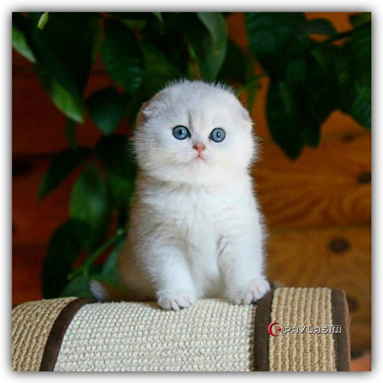 Милый вислоухий британец