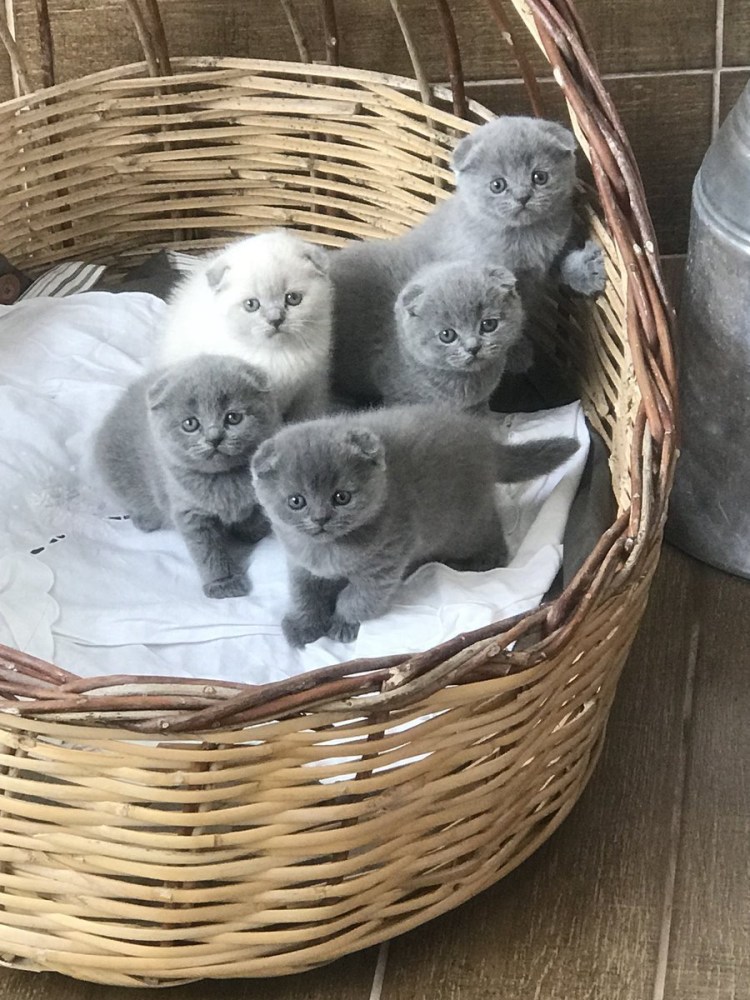 Продажа котят шотландцев Сыктывкар